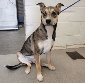 HICKORY, Young Female Beagle