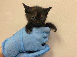 OLIVE, Baby Female Domestic Short Hair