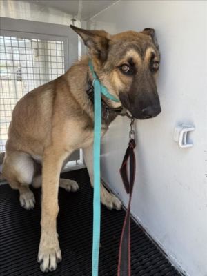 DYLAN, Young Male Belgian Shepherd / Malinois