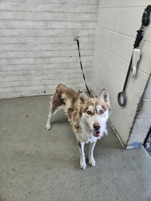 PIXIE, Young Female Siberian Husky