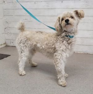 LEO, Adult Male Poodle