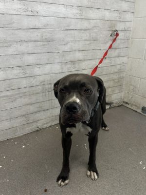 KODA, Young Male Pit Bull Terrier