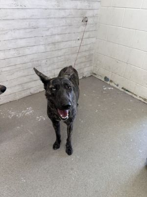 DOLLY, Young Female Dutch Shepherd