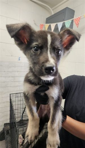 A580864, Baby Male German Shepherd Dog