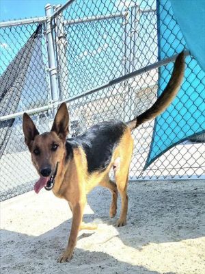 OLIVE, Young Female German Shepherd Dog