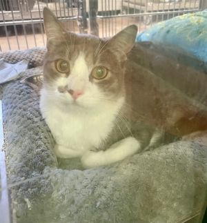 CARBON, Young Male Domestic Medium Hair
