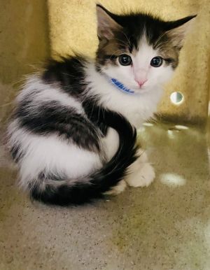 KAI, Baby Male Domestic Short Hair