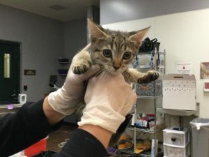 A1866505, Baby Female Domestic Short Hair