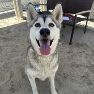 AXIE, Adult Female Siberian Husky