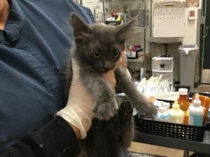 A1866506, Baby Female Domestic Short Hair