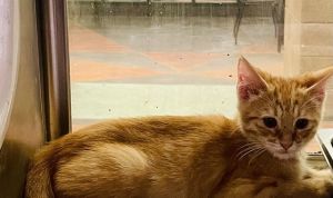 GHOST PEPPER, Baby Male Domestic Medium Hair