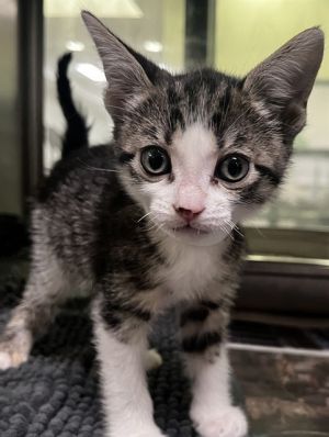 EVE, Baby Female Domestic Short Hair