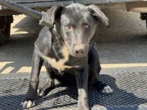 SHY RONNIE, Adult Male Border Collie