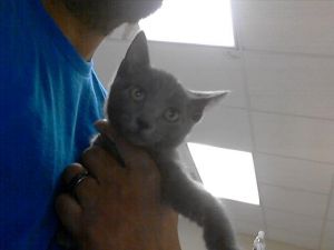 A421492, Baby Female Domestic Short Hair