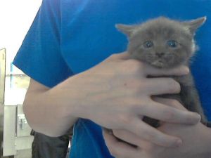 CUDDLER, Baby Male Domestic Medium Hair