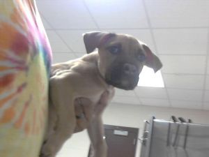 A421608, Baby Male Pit Bull Terrier