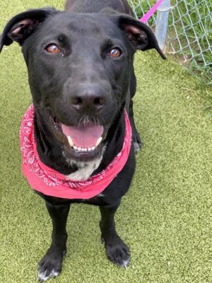 ROXY, Young Female Labrador Retriever