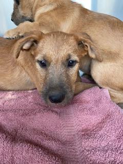 FRESA, Baby Female American Staffordshire Terrier