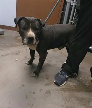 DON JOSE, Adult Male Pit Bull Terrier