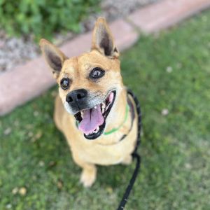 GATSBY, Adult Male Chihuahua