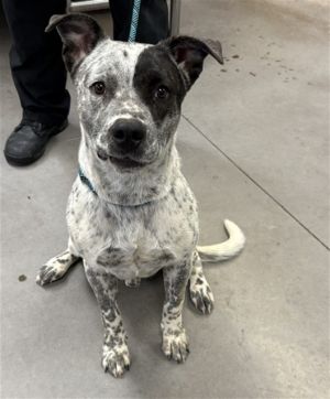 ASTRO, Young Male Australian Cattle Dog / Blue Heeler
