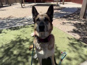 BLUSH, Adult Female German Shepherd Dog