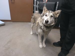 SKYE, Adult Female Siberian Husky