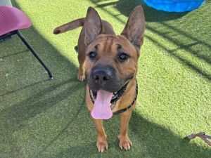 SCRABBLE, Young Male Boxer