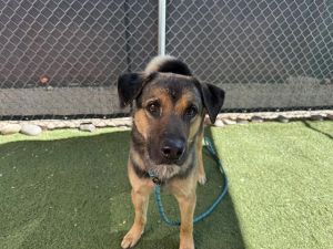 BUSTER, Young Male German Shepherd Dog