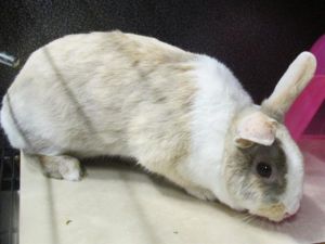 SANSA, Young Female Bunny Rabbit