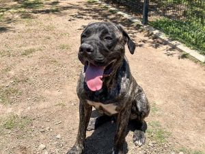 SIMBA, Young Male Mastiff