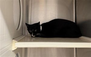 MORGAN, Young Female Domestic Short Hair