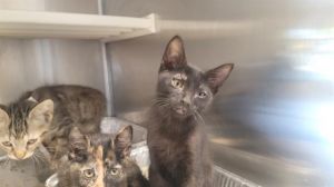 SPIDER, Baby Male Domestic Short Hair