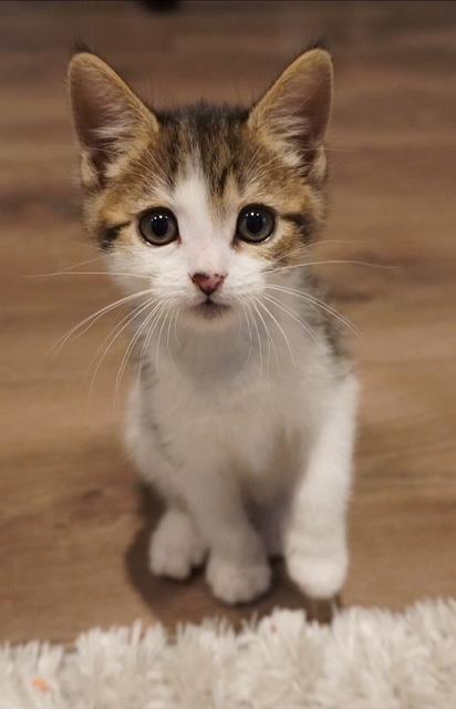 LUCA