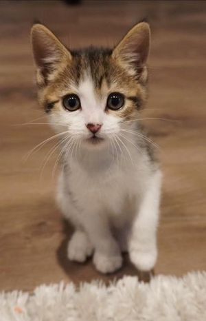 LUCA, Baby Male Domestic Short Hair