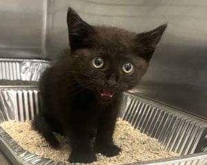 SISSY, Baby Female Domestic Short Hair