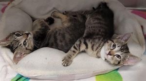 C.C., Baby Female Domestic Short Hair