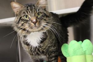 BARON, Adult Male Domestic Long Hair