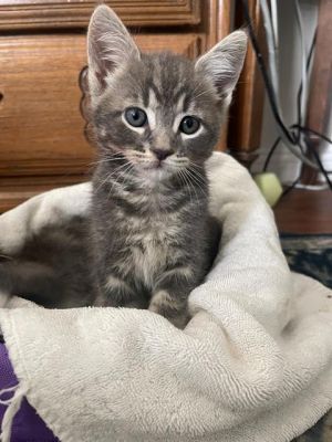ANNIE, Baby Female Domestic Short Hair