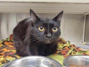 MEL B, Adult Female Domestic Medium Hair