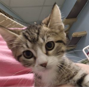 BUNDT CAKE, Baby Male Domestic Medium Hair