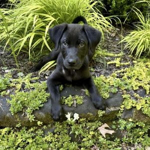 Dodger, Baby Male Labrador Retriever