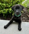 Dodger photo 4
