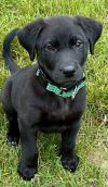 Dodger photo 5