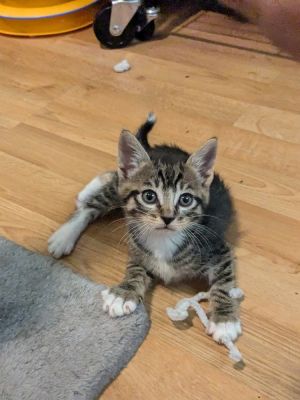 Tippy, Baby Female American Shorthair