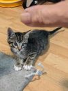 Tippy photo 2