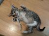 Tippy photo 3