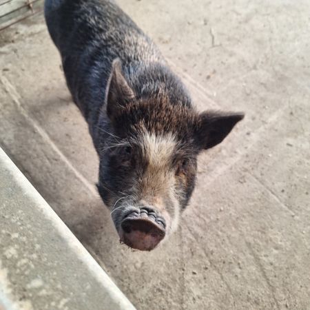 Florance, Baby Female Pig