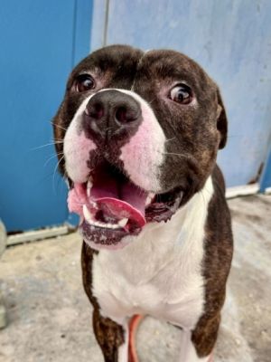 Slice Pit Bull Terrier Dog