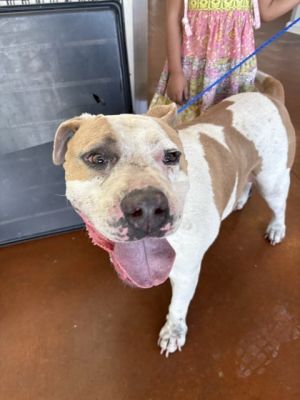 The most affectionate gentle boy has had the hardest life Chauncey was found with a GUNSHOT wound 